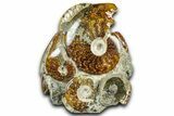 Tall Composite Ammonite Fossil Display - Madagascar #361349-1